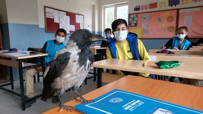 Kendisini iyileştiren çocuğun peşinden ayrılmıyor