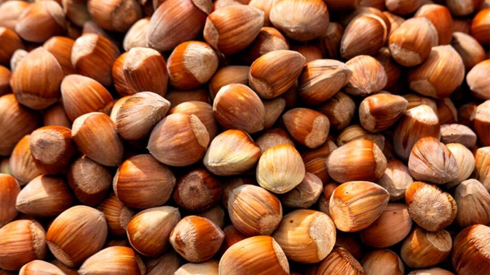 Fındık fiyatları bugün ne kadar?