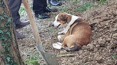 Düzce'de yürek burkan görüntü!