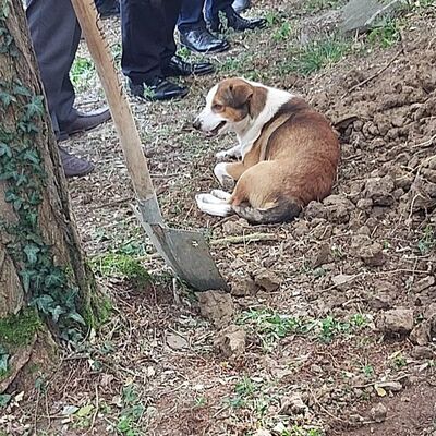 Düzce'de yürek burkan görüntü!