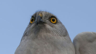 Türkiye'de tek bir yerde halkalanıyor... Uydudan takip ediliyor