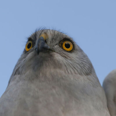 Türkiye'de tek bir yerde halkalanıyor... Uydudan takip ediliyor