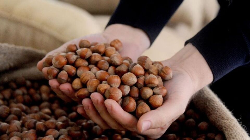 2021 Güncel fındık fiyatları ne kadar?