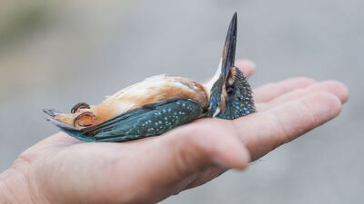 Yüzde 70'i o ilimizde kaydedildi! Sayı 340'a çıktı