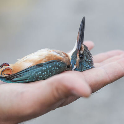 Yüzde 70'i o ilimizde kaydedildi! Sayı 340'a çıktı