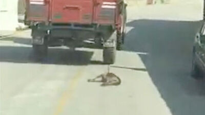 Vicdansız! "Köpeği çeke çeke öldürdü"