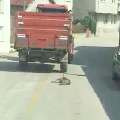 Vicdansız! "Köpeği çeke çeke öldürdü"