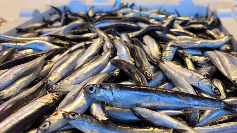 Hamsiden iyi haber! Fiyatı da düşürdü