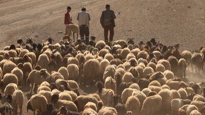 Kuraklık onları da vurdu! Dönüyorlar