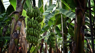'Muz ithalatı yasaklansın' önerisi