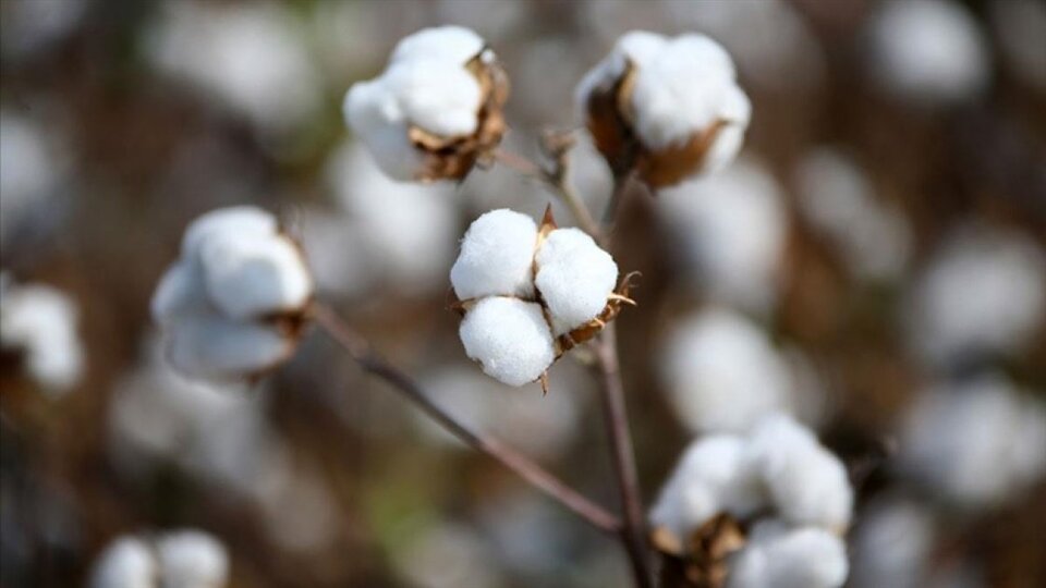 Pamuk rekor tazeledi
