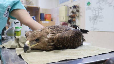 Nesli tehlike altında... Ankara'da görüntülendi