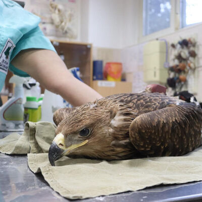 Nesli tehlike altında... Ankara'da görüntülendi