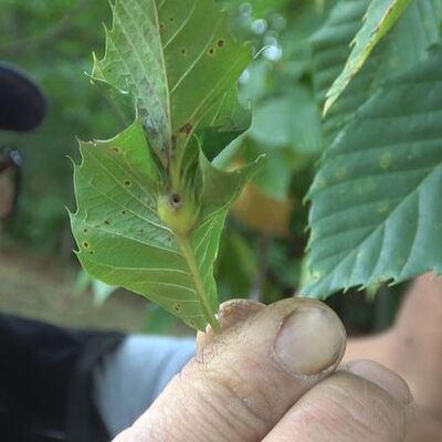 'Katil' bir ile daha sıçradı!