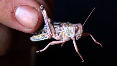 28 ilde eş zamanlı "Çekirge Operasyonu" başlatıldı! 386 şüpheli