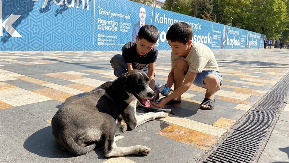 Otomobilin çarptığı köpeğe çocuklardan yardım eli