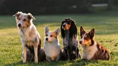 Rüyada köpek görmek ne demek?