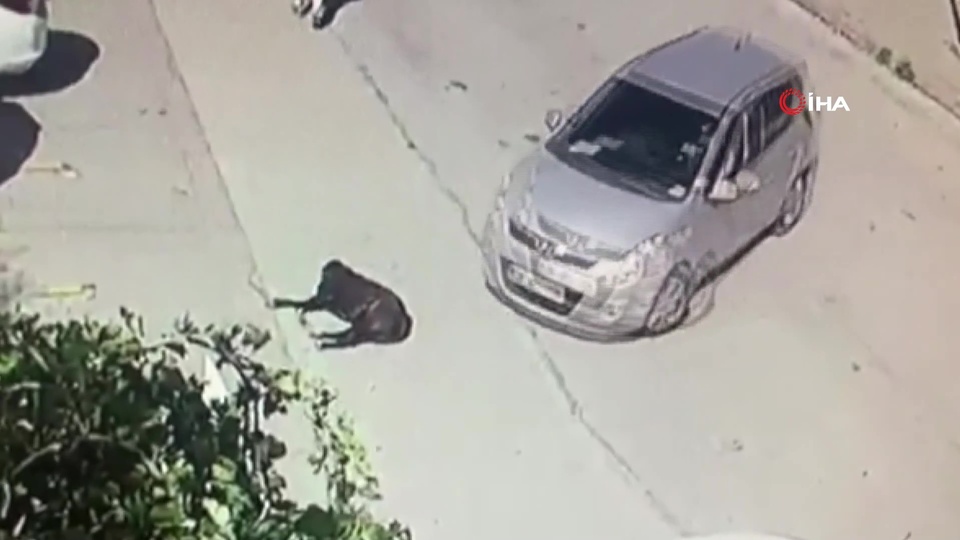 Göz göre göre köpeğin üzerine sürdü