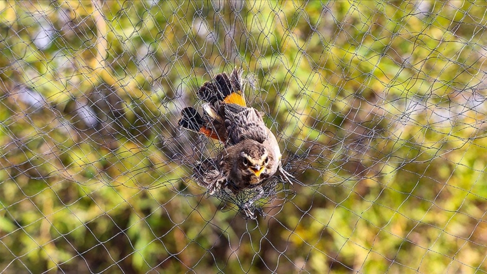 Aras Kuş Cenneti yabancı araştırmacıların ilgisini çekiyor