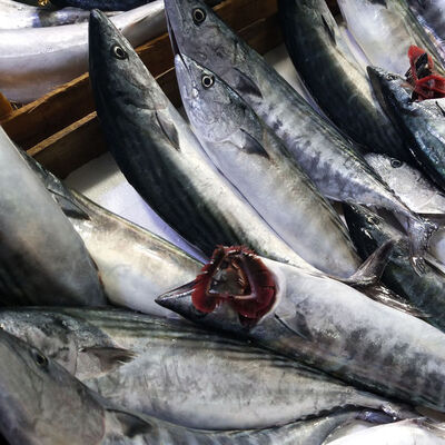 Palamut nesli tehlikede