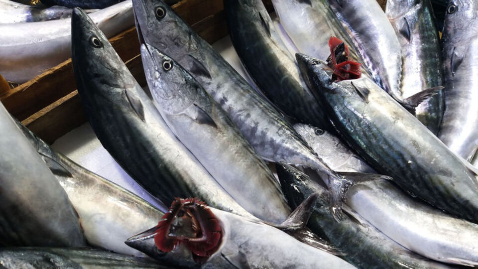 Palamut nesli tehlikede