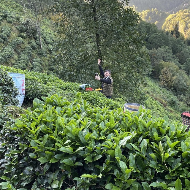 ÇAYKUR'dan rekor alım