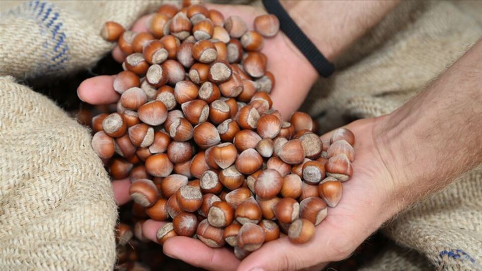 2021 yılı Fındık fiyatları ne kadar?