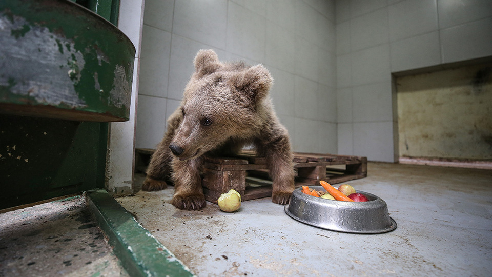 'Turkuaz'ın gözleri özel bakımla açılacak