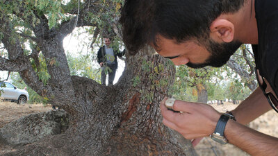 Meşe koruluğunda tespit edildi... 400 yıllık!
