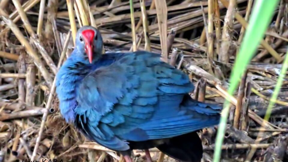 Milli parkta ilk kez görüntülendi