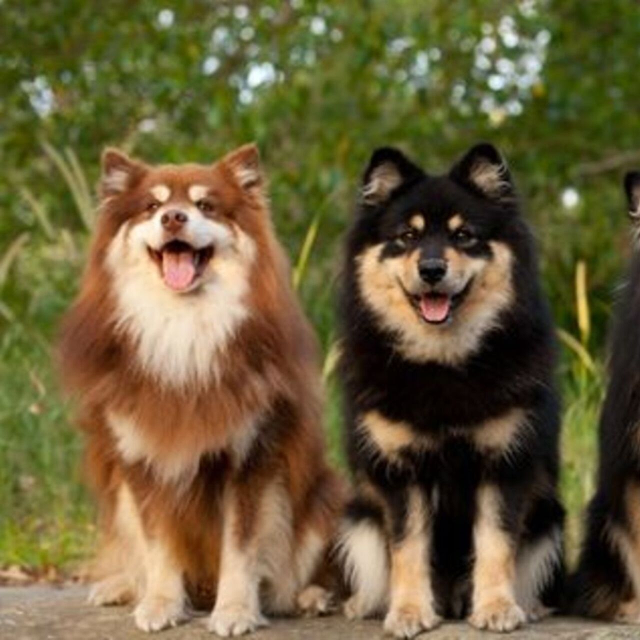 Rüyada köpek görmek ne anlama gelir?