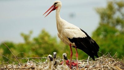 Rüyada leylek görmek ne anlama gelir?