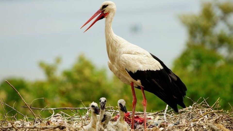 Rüyada leylek görmek ne anlama gelir?