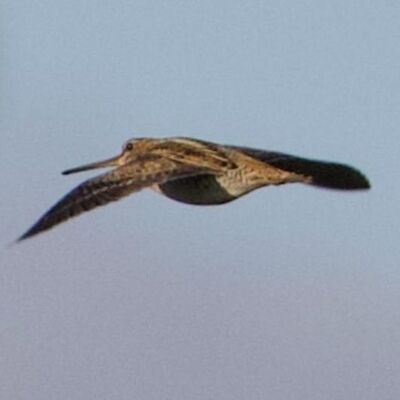 Türkiye'de ilk defa görüldü...