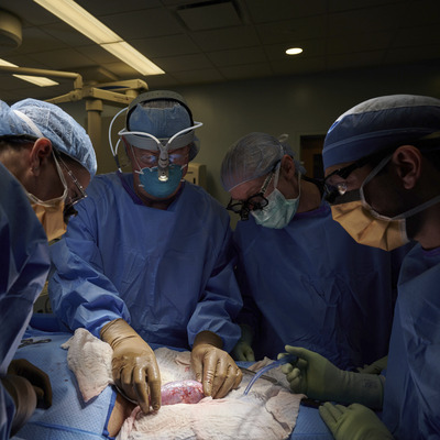 Dünyada bir ilk! Domuzdan insana böbrek nakli