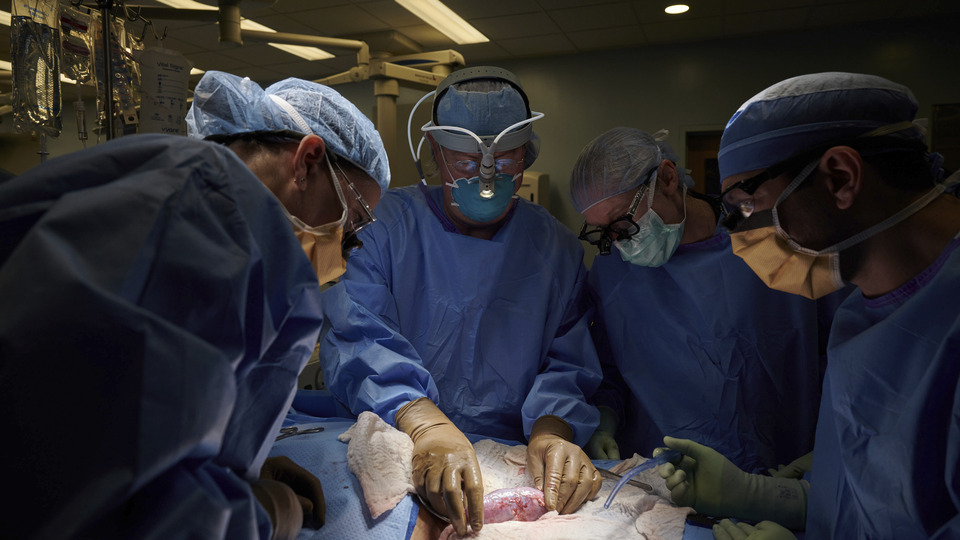 Dünyada bir ilk! Domuzdan insana böbrek nakli