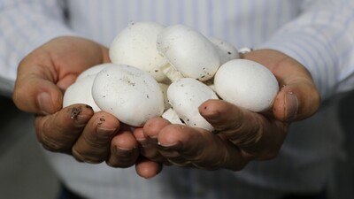 Mantarı naylon torbaya koyuyorsanız dikkat!