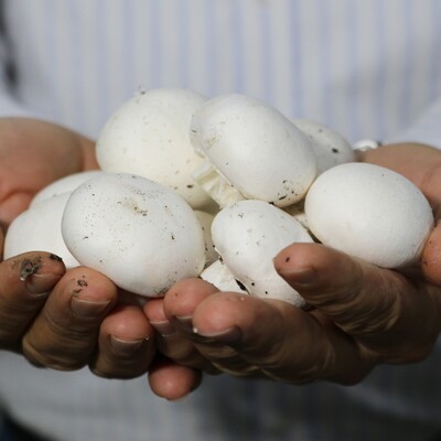 Mantarı naylon torbaya koyuyorsanız dikkat!