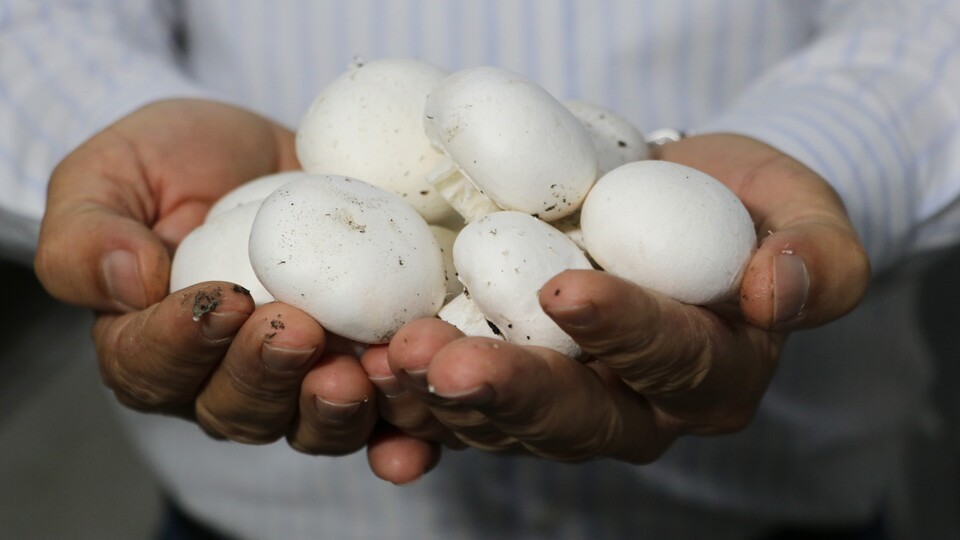 Mantarı naylon torbaya koyuyorsanız dikkat!