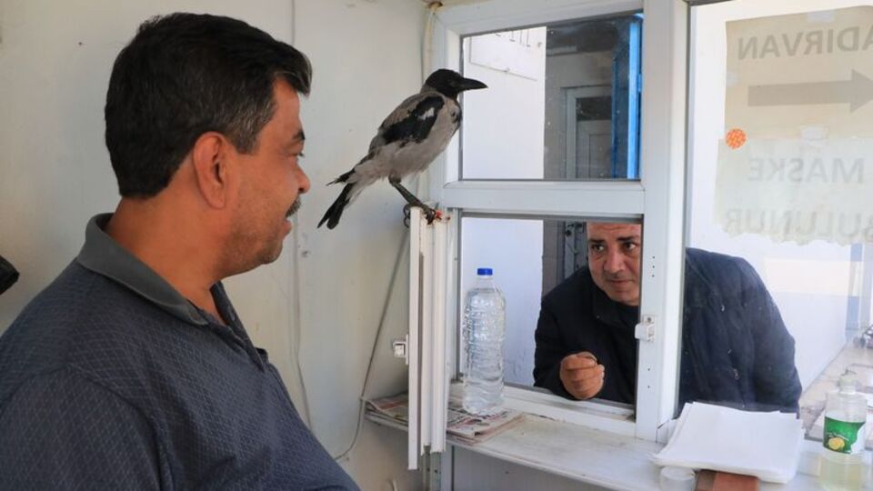 Ağzına bırakıyorlar! Para vermeyen olursa...