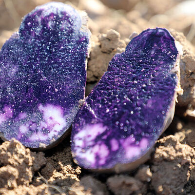 Tüm yurdun ihtiyacını Sivas karşılıyor!