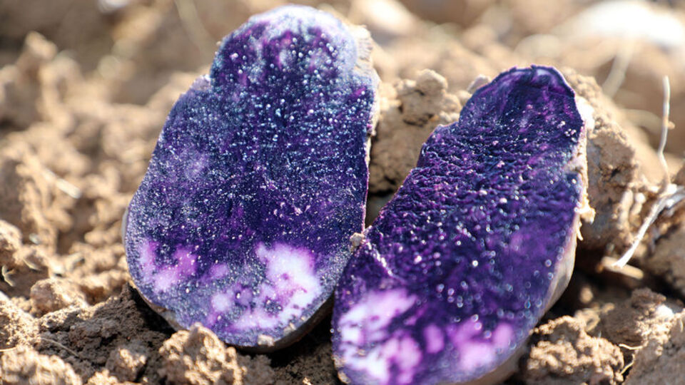 Tüm yurdun ihtiyacını Sivas karşılıyor!