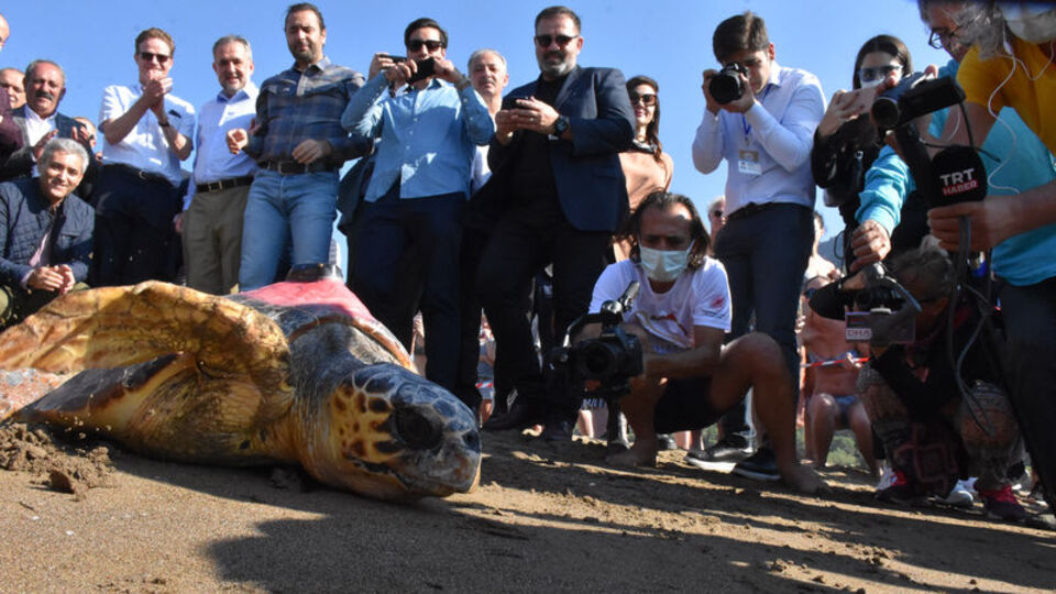 Önce tedavi edilip sonra denize bırakıldılar