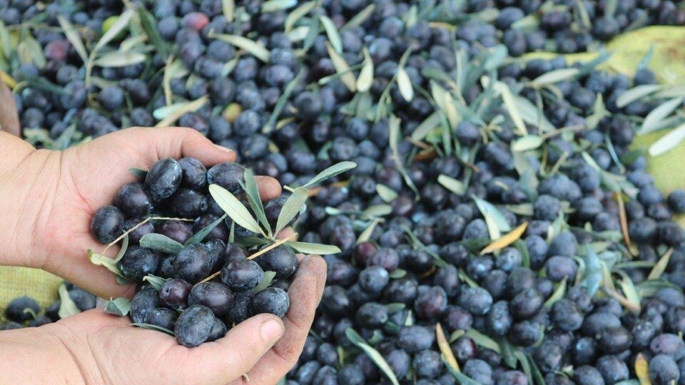 Marmarabirlik zeytin alım fiyatları belli oldu!