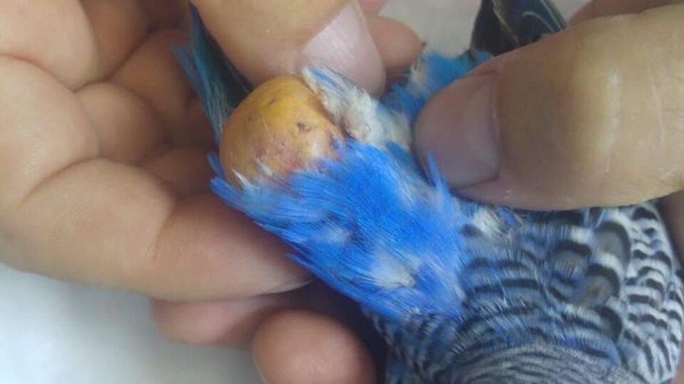 33 gramlık muhabbet kuşunun yaşam savaşı