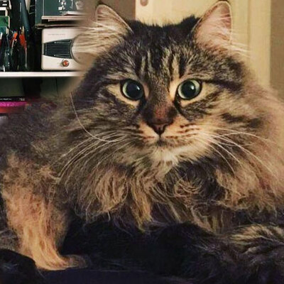 Eski sevgililer kedileri paylaşamayınca... Mahkemeden şaşırtan karar!