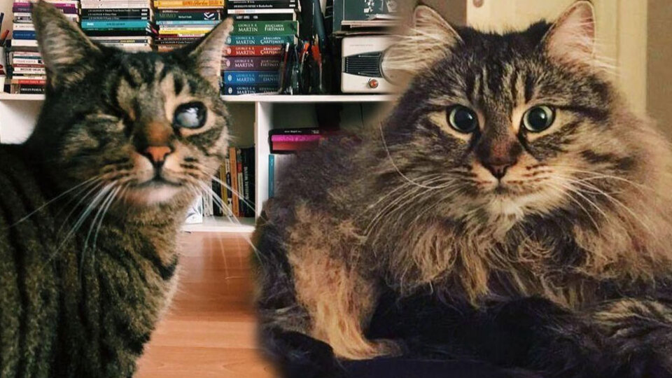 Eski sevgililer kedileri paylaşamayınca... Mahkemeden şaşırtan karar!