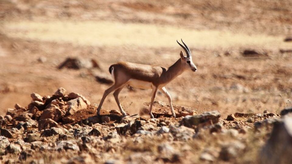 Doğaya salındılar... Nesli tükeniyor