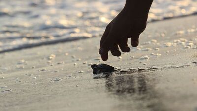 Koruma çalışmaları işe yaradı!