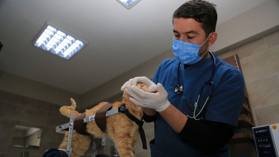 Felçli kedi Şanslı yürüteçle adım atmaya başladı